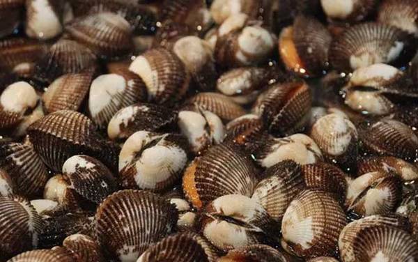 血蚶是什么动物?