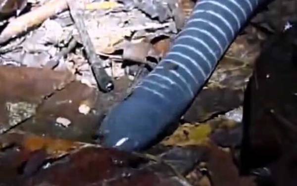 蚓螈是什么动物?