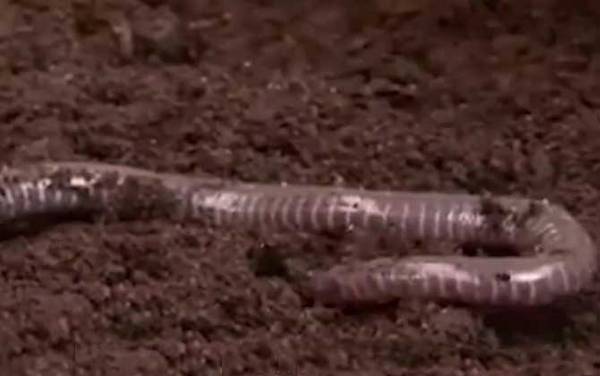 蚓螈是什么动物?