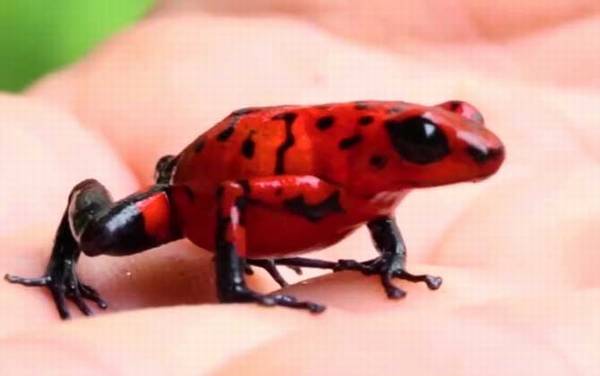 幽灵箭毒蛙是什么蛙?