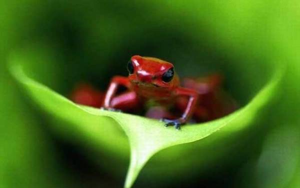 幽灵箭毒蛙是什么蛙?