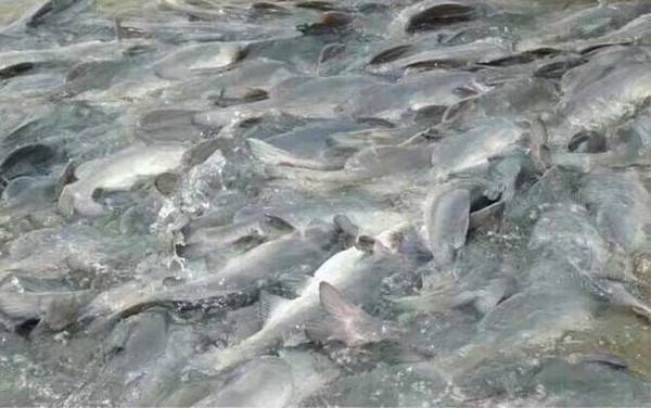 长吻鮠鱼苗价格多少钱一尾?