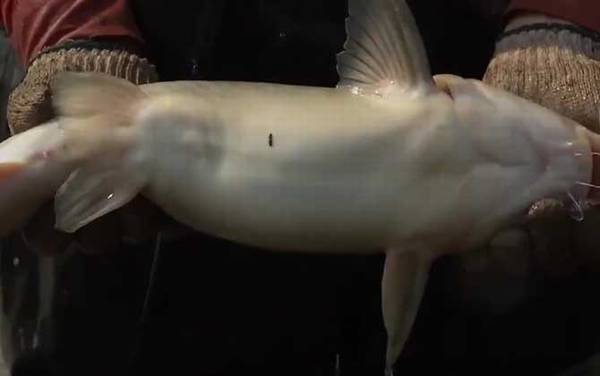 长吻鮠鱼苗价格多少钱一尾?