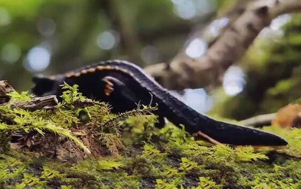 棘螈是什么动物?