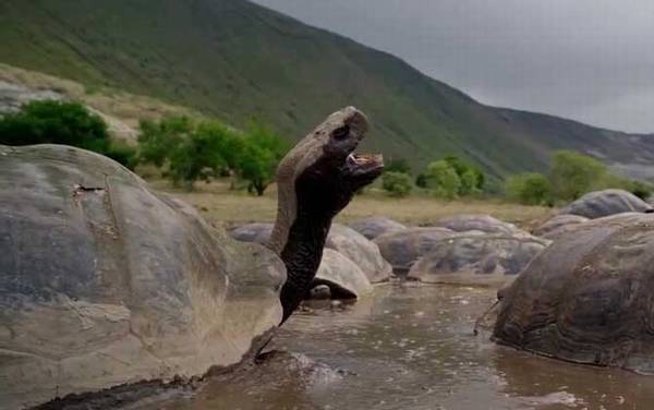 加拉帕戈斯象龟是什么龟?