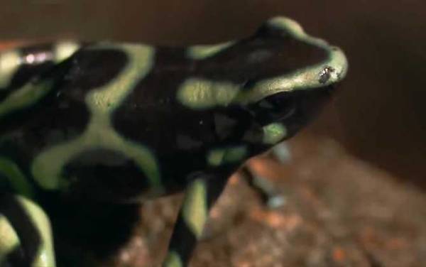 箭毒蛙是什么动物?