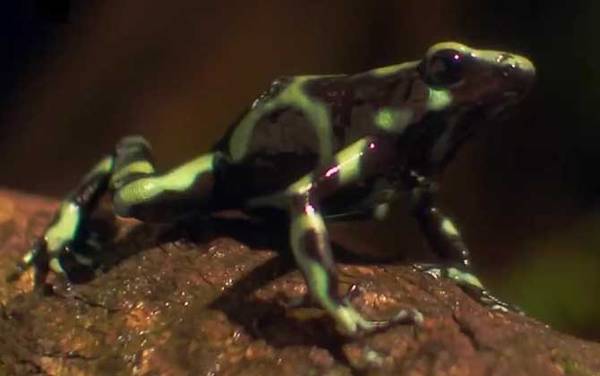 箭毒蛙是什么动物?