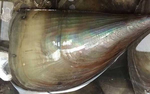 江瑶是什么贝类?