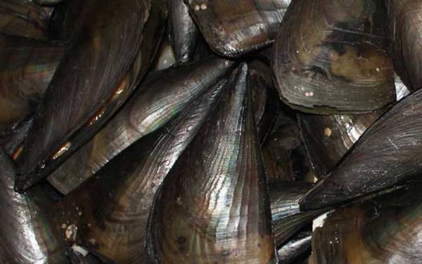 江瑶是什么贝类?