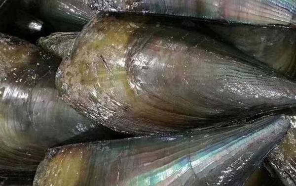 江瑶是什么贝类?