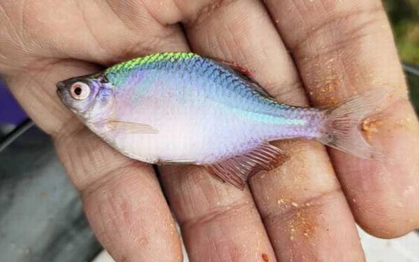 鳑鲏身上好多小白点怎么回事?