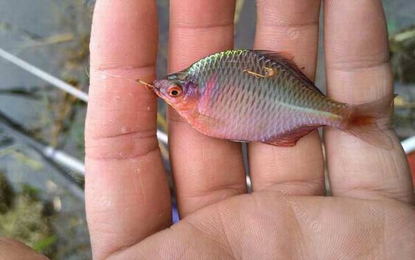 鳑鲏身上好多小白点怎么回事?