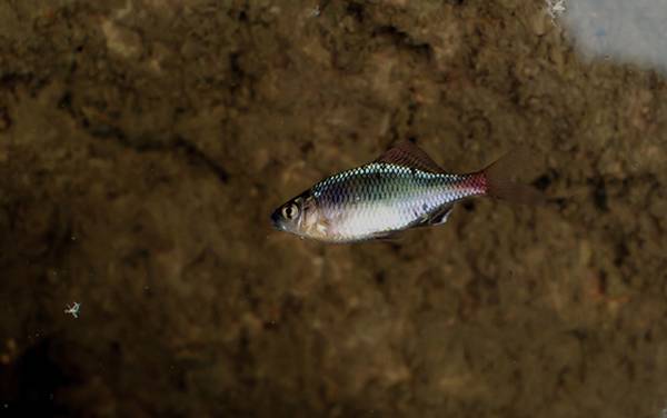 中华鳑鲏是什么鱼?