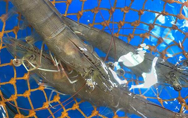 基围虾是海虾吗?