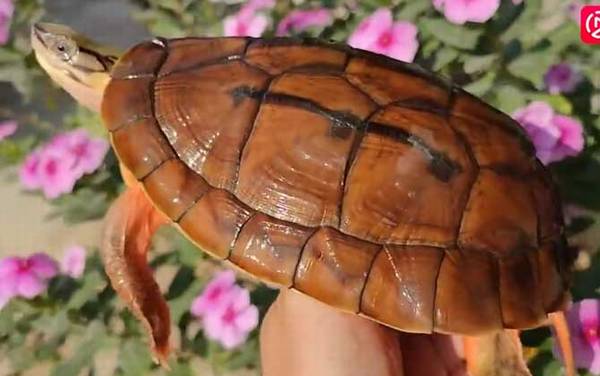 金头闭壳龟是什么龟?