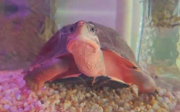 金头闭壳龟是什么龟?