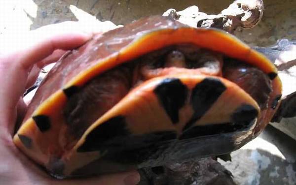 金线龟是什么龟?