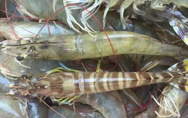 九节虾是什么虾?