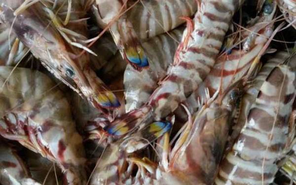 九节虾是什么虾?