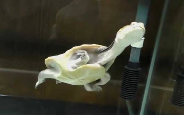 巨蛇颈龟是什么龟?