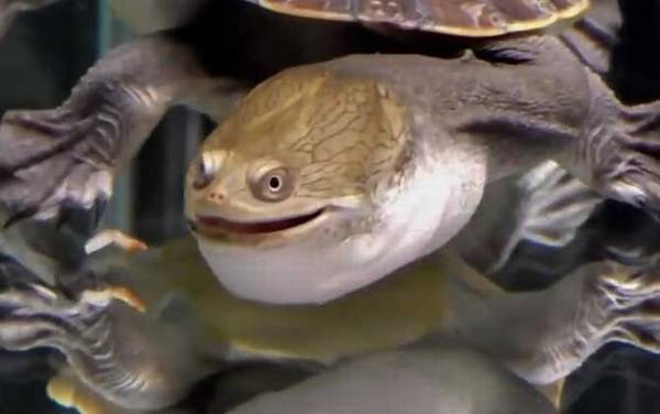 巨蛇颈龟是什么龟?