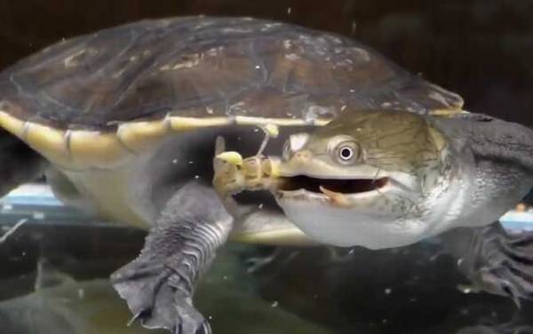 巨蛇颈龟是什么龟?