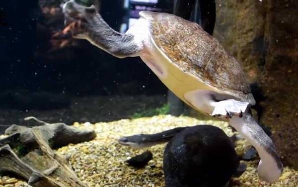 巨蛇颈龟是什么龟?