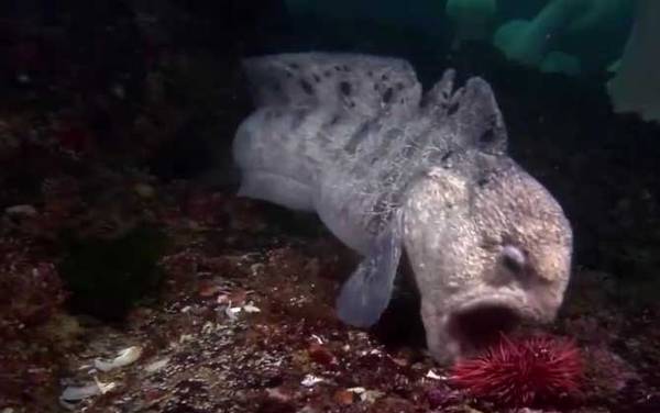 狼鳗是什么动物?