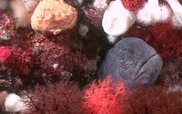 狼鳗是什么动物?