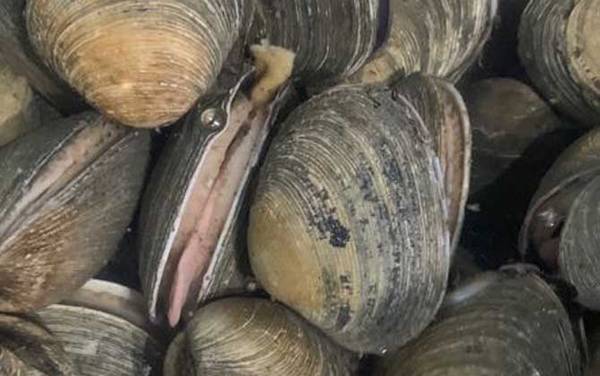 鸟蛤是什么动物?