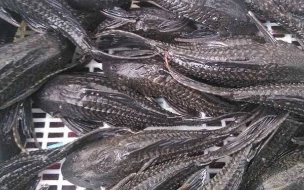 清道夫是什么鱼?