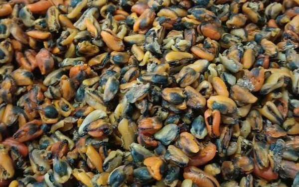 淡菜是什么东西?