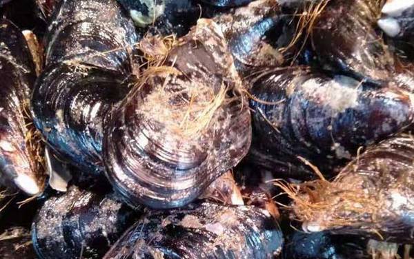 淡菜是什么东西?