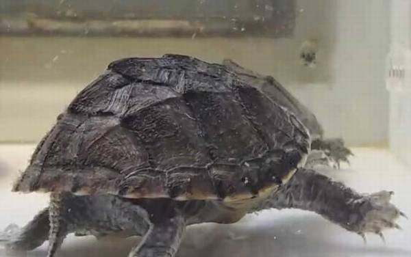 麝香龟是什么龟?