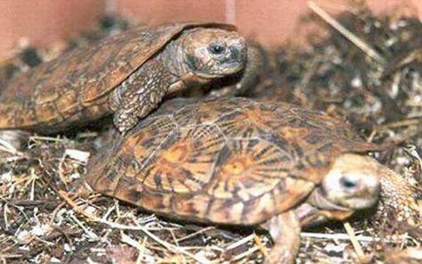 饼干龟是什么龟?