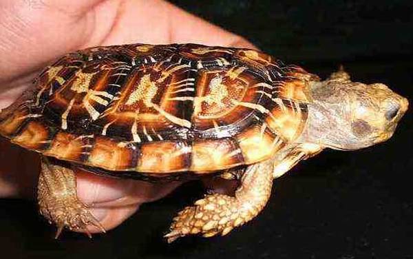 饼干龟是什么龟?
