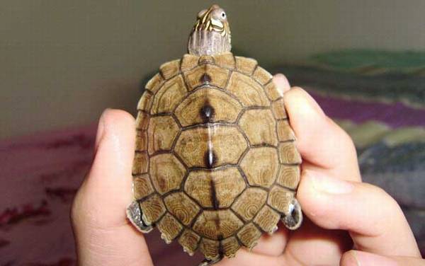 地图龟是什么龟?