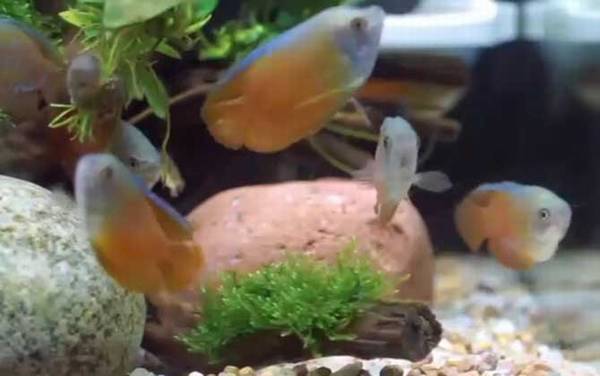 硝化细菌是什么生物?