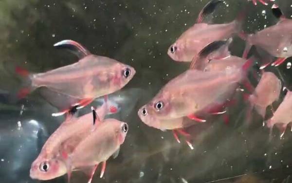 硝化细菌是什么生物?