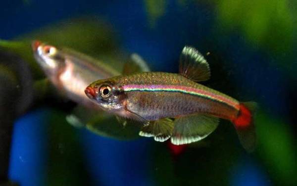 硝化细菌是什么生物?