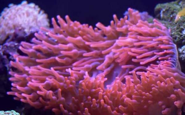 海葵是什么动物?