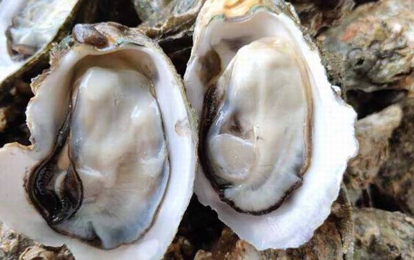 海蛎子是什么动物?