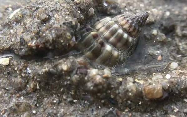 海丝螺是什么螺?