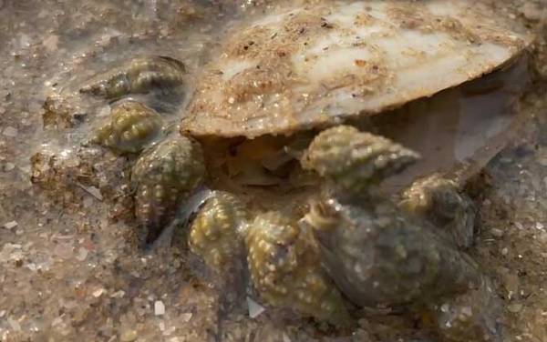 海丝螺是什么螺?