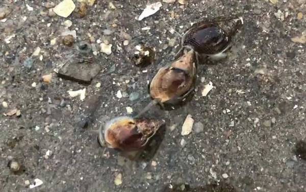 海丝螺是什么螺?