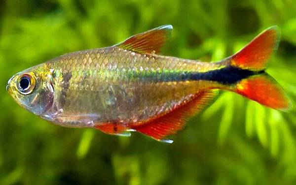 红十字鱼是什么鱼?