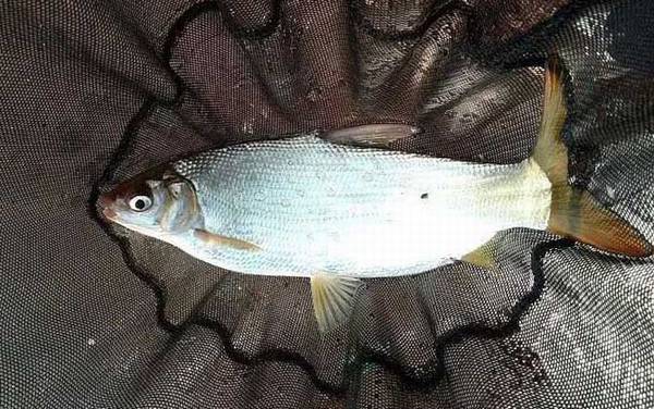 鲴鱼是什么鱼?