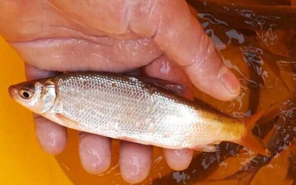 红尾鲴是什么鱼?