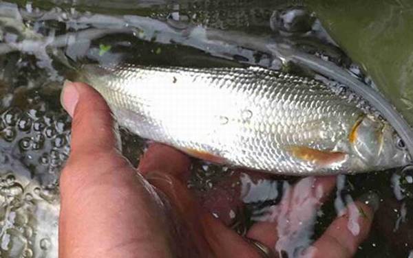 黄尾鱼学名叫什么?