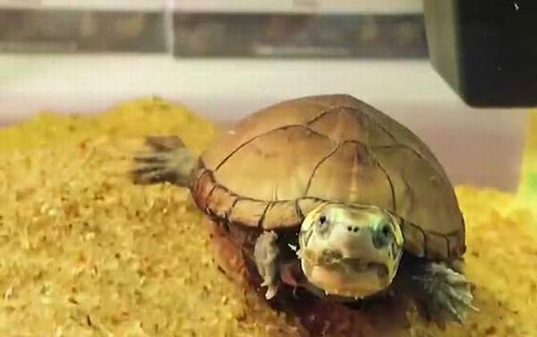 头盔蛋龟是什么龟?